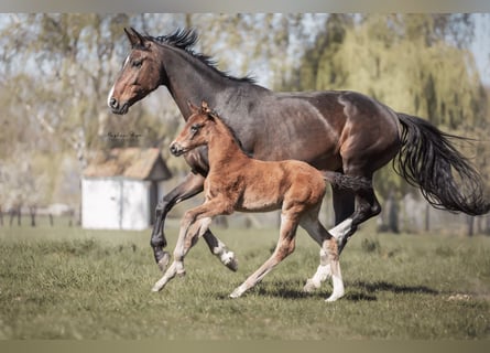 KWPN, Mare, , 16,3 hh, Bay-Dark