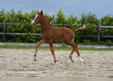 KWPN, Mare, Foal (03/2024), 17 hh, Chestnut