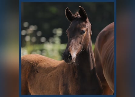 KWPN, Mare, Foal (05/2024), Bay-Dark