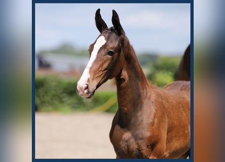 KWPN, Mare, Foal (05/2024), Bay-Dark