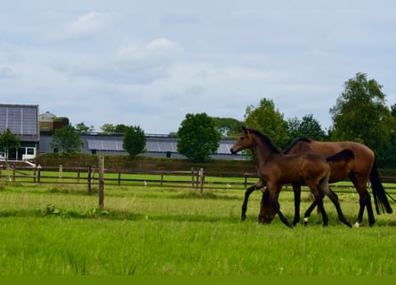 KWPN, Mare, Foal (03/2024), Bay-Dark