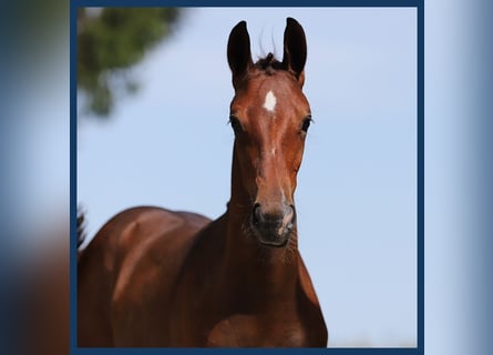 KWPN, Mare, Foal (04/2024), Bay-Dark