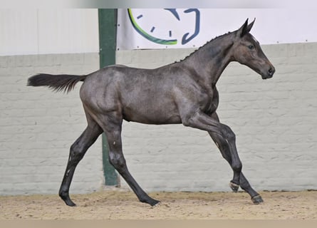 KWPN, Mare, Foal (04/2026), Bay-Dark