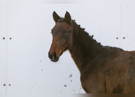 KWPN, Mare, Foal (06/2024), Bay-Dark