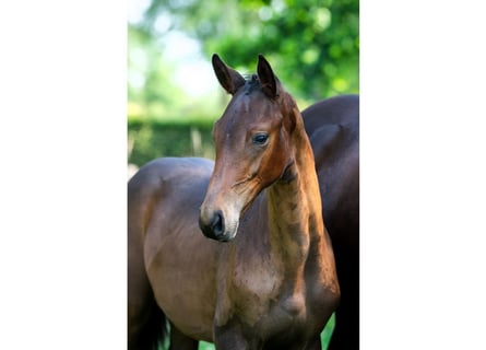 KWPN, Mare, Foal (02/2026), Bay