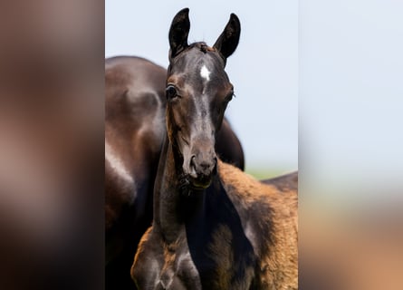 KWPN, Mare, Foal (01/2024), Black