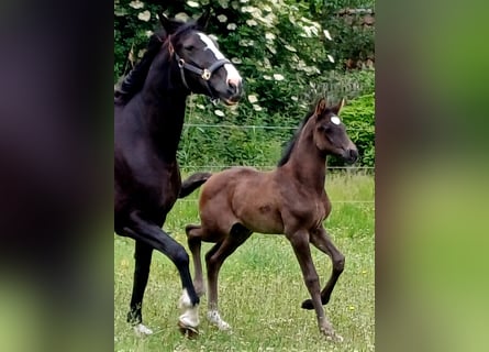 KWPN, Mare, , Black
