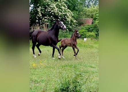 KWPN, Mare, , Black