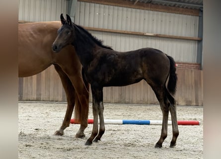 KWPN, Mare, Foal (03/2025), Brown