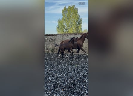 KWPN, Mare, Foal (04/2026), Brown