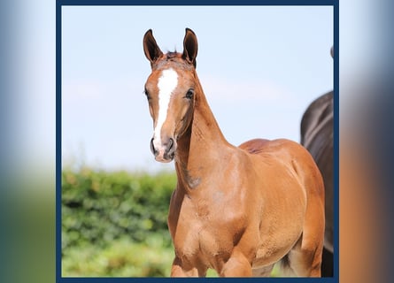 KWPN, Mare, Foal (01/2024), Brown