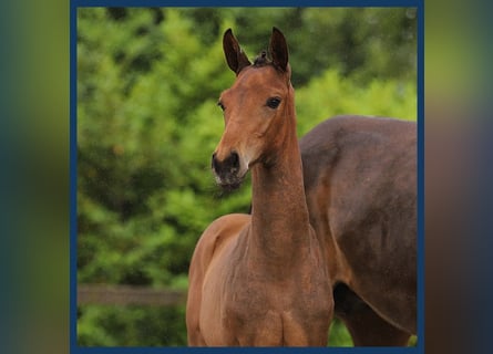 KWPN, Mare, Foal (01/2024), Brown