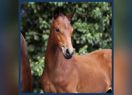 KWPN, Mare, Foal (05/2024), Brown