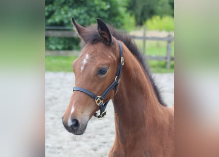 KWPN, Mare, Foal (04/2024), Brown-Light