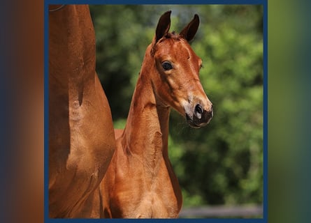 KWPN, Mare, Foal (05/2024), Brown