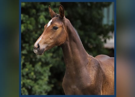 KWPN, Mare, Foal (05/2024), Brown