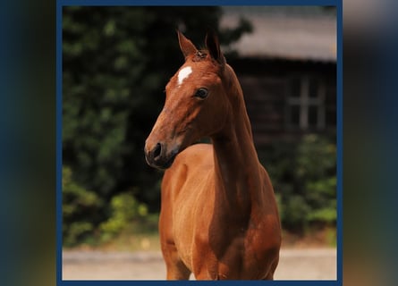 KWPN, Mare, Foal (01/2024), Brown