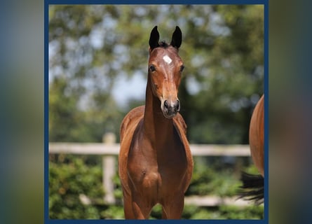 KWPN, Mare, Foal (05/2024), Brown