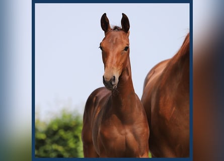 KWPN, Mare, Foal (05/2024), Brown