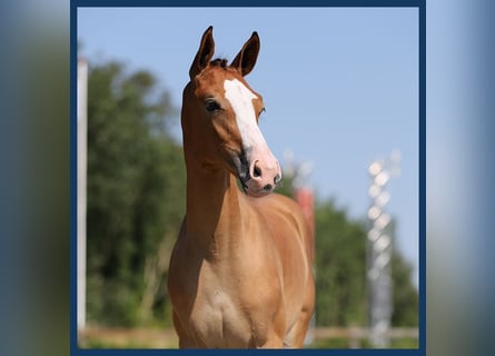 KWPN, Mare, Foal (05/2024), Brown