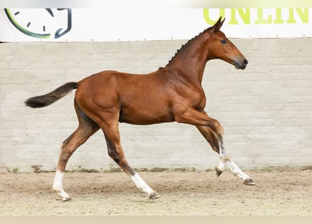 KWPN, Mare, Foal (04/2026), Brown