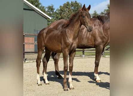 KWPN, Mare, Foal (03/2025), Chestnut