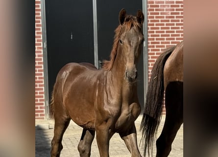 KWPN, Mare, Foal (03/2025), Chestnut