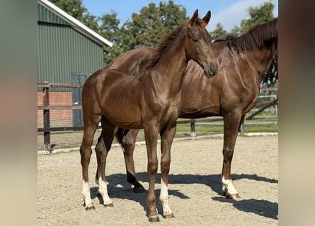 KWPN, Mare, Foal (04/2025), Chestnut
