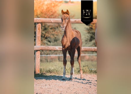 KWPN, Mare, Foal (06/2025), Chestnut