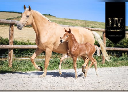 KWPN, Mare, , Chestnut