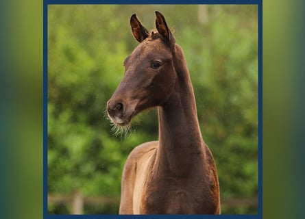 KWPN, Mare, Foal (01/2024), Chestnut-Red