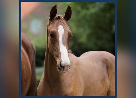 KWPN, Mare, Foal (04/2024), Chestnut-Red