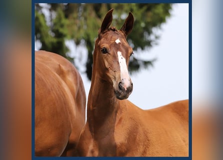 KWPN, Mare, Foal (05/2024), Chestnut-Red