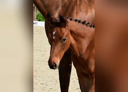 KWPN, Mare, Foal (03/2026), Chestnut-Red