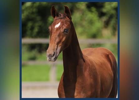 KWPN, Mare, Foal (05/2024), Chestnut-Red