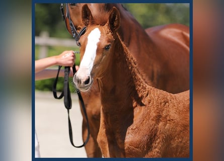 KWPN, Mare, Foal (05/2024), Chestnut-Red