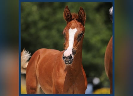 KWPN, Mare, Foal (01/2024), Chestnut-Red