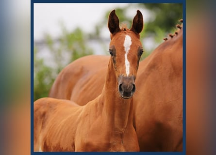 KWPN, Mare, Foal (01/2024), Chestnut-Red