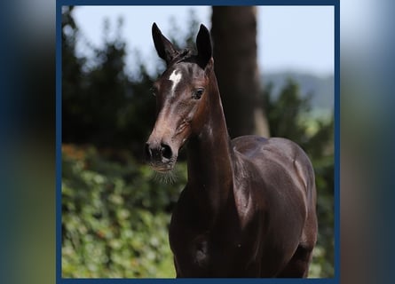 KWPN, Mare, Foal (03/2024), Chestnut