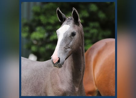 KWPN, Mare, Foal (01/2024), Gray