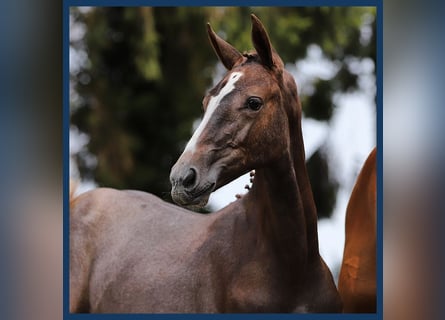 KWPN, Mare, Foal (04/2024), Gray