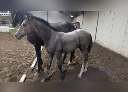 KWPN, Mare, Foal (01/2024), Gray