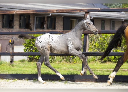 KWPN, Mare, Foal (04/2025), Leopard-Piebald