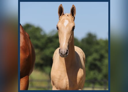 KWPN, Mare, Foal (01/2024), Palomino