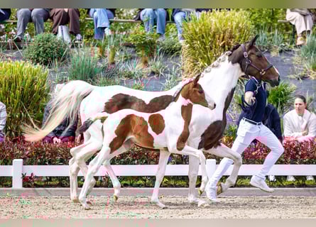 KWPN, Mare, Foal (03/2026), Pinto