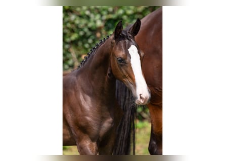 KWPN, Mare, Foal (03/2025)