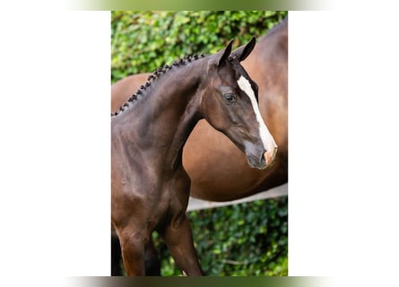 KWPN, Mare, Foal (03/2025)