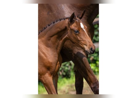 KWPN, Mare, Foal (05/2025)
