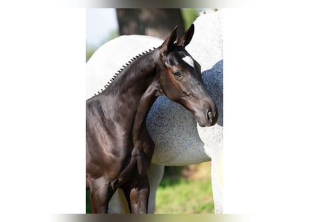 KWPN, Mare, Foal (05/2025)