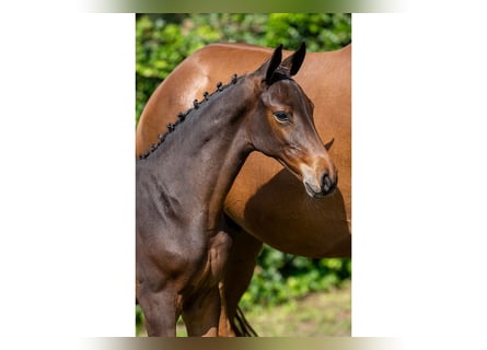 KWPN, Mare, Foal (06/2025)
